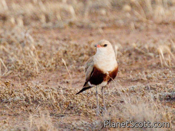 Australian Pratincole (Stiltia isabella)