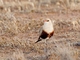 Australian Pratincole (Glareola isabella)