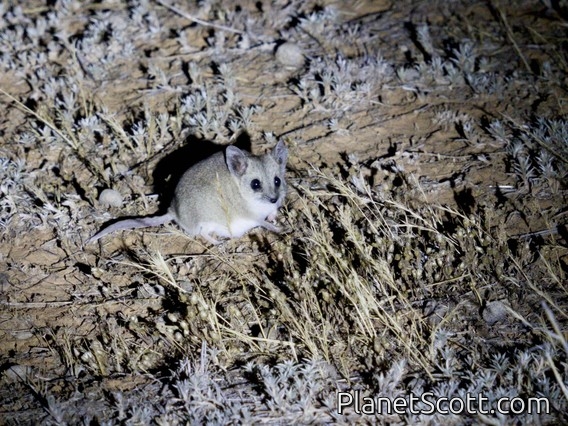 Fat-tailed Dunnart (Sminthopsis crassicaudata)