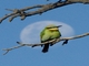 Rainbow Bee-eater (Merops ornatus)