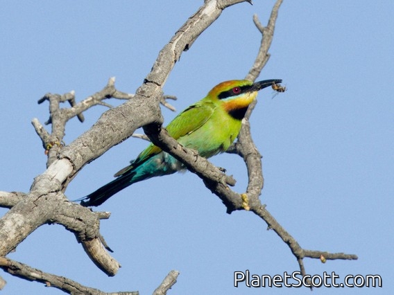 Rainbow Bee-eater (Merops ornatus)
