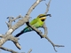 Rainbow Bee-eater (Merops ornatus)