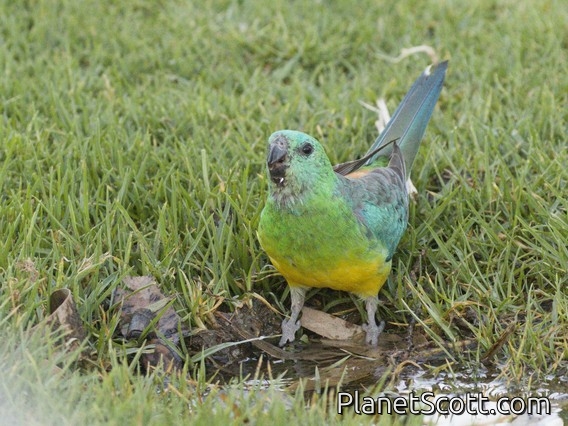 Red-rumped Parrot (Psephotus haematonotus)