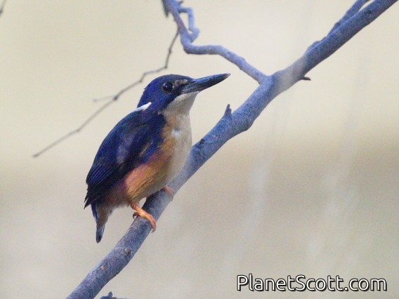 Azure Kingfisher (Ceyx azureus)