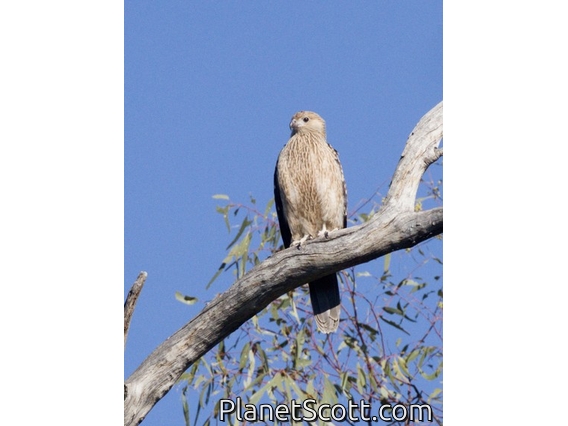 Whistling Kite (Haliastur sphenurus)