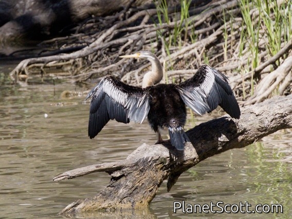 Australasian Darter (Anhinga novaehollandiae)