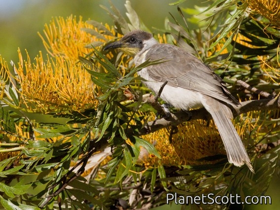 Little Friarbird (Philemon citreogularis)