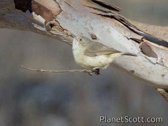 Buff-rumped Thornbill (Acanthiza reguloides)