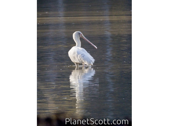 Yellow-billed Spoonbill (Platalea flavipes)