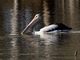 Australian Pelican (Pelecanus conspicillatus)