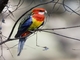 Eastern Rosella (Platycercus eximius)