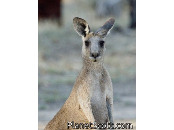 Eastern Gray Kangaroo (Macropus giganteus)
