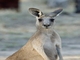 Eastern Gray Kangaroo (Macropus giganteus)