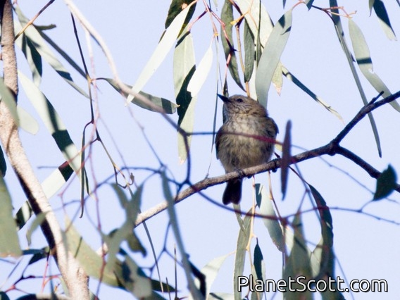 Striated Thornbill (Acanthiza lineata)