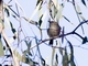 Striated Thornbill (Acanthiza lineata)