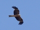 Black Kite (Milvus migrans)