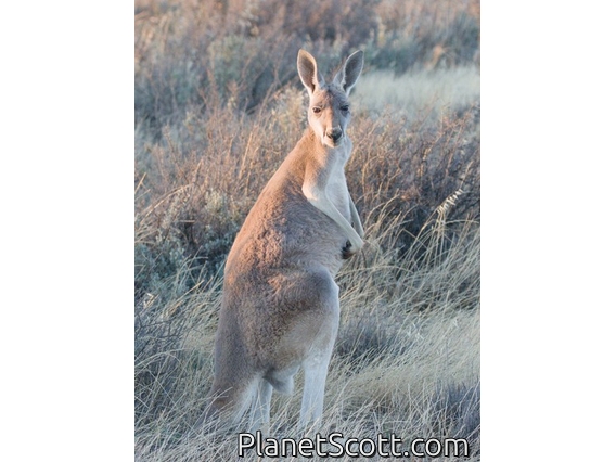 Red Kangaroo (Osphranter rufus)