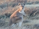 Red Kangaroo (Osphranter rufus)