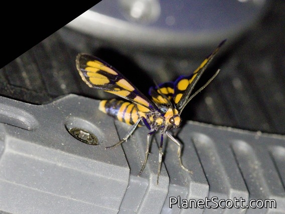 Handmaiden (Amata aperta)