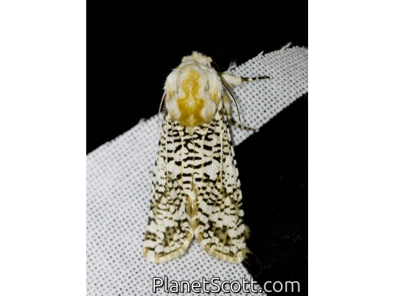 Cutworm Moth (Trichosea champa)