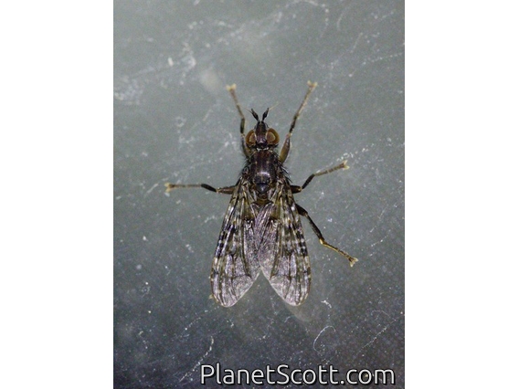 House Fly (Muscidae sp)