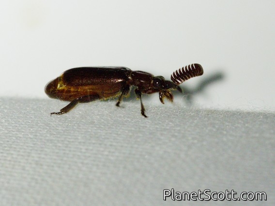 Ant-nest Beetle (Arthropterus sp)