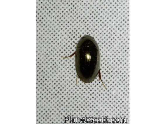 Giant Water Scavenger Beetle (Hydrophilus sp)