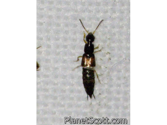 Rove Beetle (Neobisnius sp)