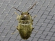 Click Beetle (Monocrepidius sp)