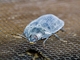 Blue Pie-dish Beetle (Pterohelaeus sp)