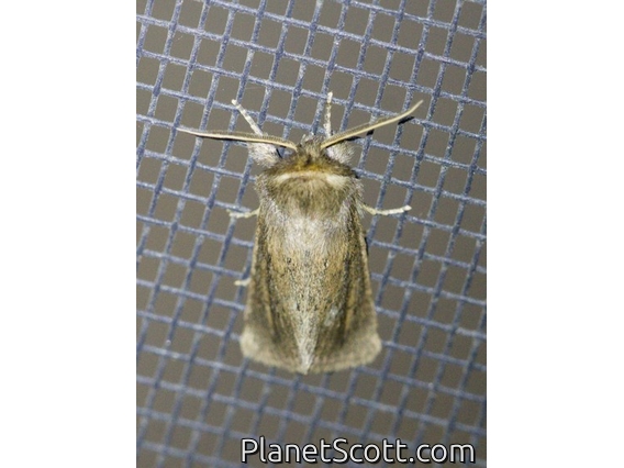Cutworm Moth (Bathytricha sp)