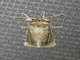 Cutworm Moth (Bathytricha sp)