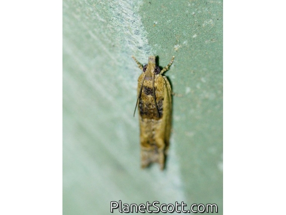 Cotton Tipworm Moth (Crocidosema plebejana)
