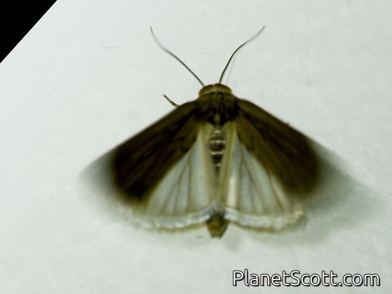 Cutworm Moth (Noctuidae sp)
