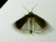 Cutworm Moth (Noctuidae sp)