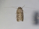 Blastobasid Moth (Blastobasis sp)
