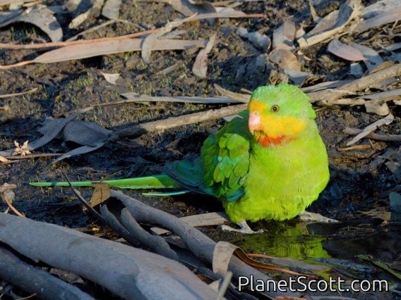 Superb Parrot (Polytelis swainsonii)