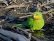 Superb Parrot (Polytelis swainsonii)