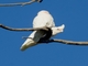 Little Corella (Cacatua sanguinea)