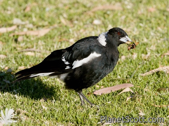 Australian Magpie (Gymnorhina tibicen)