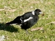 Australian Magpie (Gymnorhina tibicen)