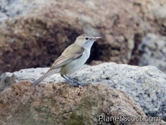 Australian Reed Warbler (Acrocephalus australis)