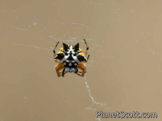 Christmas Jewel Spider (Austracantha minax)