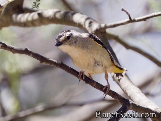 Spotted Pardalote (Pardalotus punctatus)