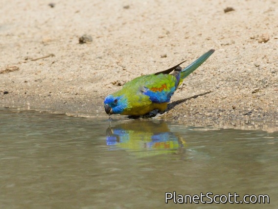 Turquoise Parrot (Neophema pulchella)