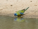 Turquoise Parrot (Neophema pulchella)
