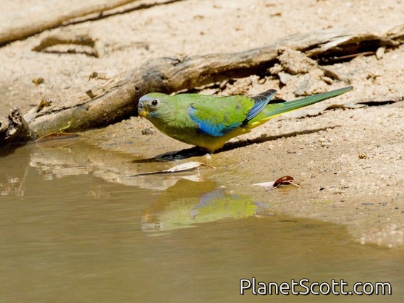 Turquoise Parrot (Neophema pulchella) - Female