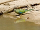 Turquoise Parrot (Neophema pulchella) - Female