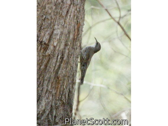 White-throated Treecreeper (Cormobates leucophaea)