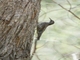 White-throated Treecreeper (Cormobates leucophaea)